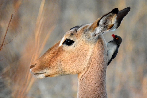 Photo close-up of deer