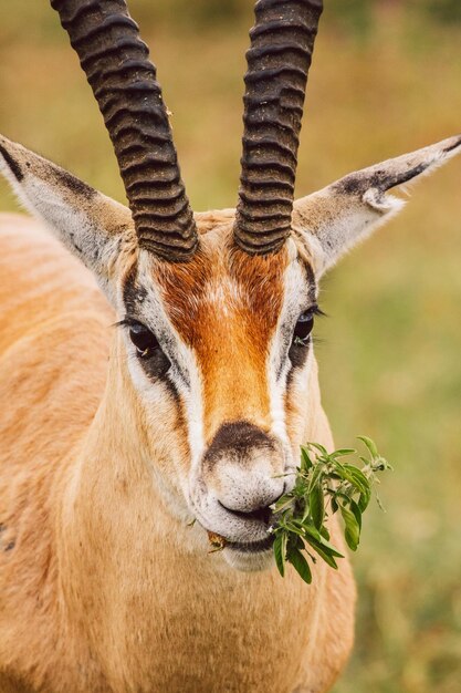 Photo close-up of deer