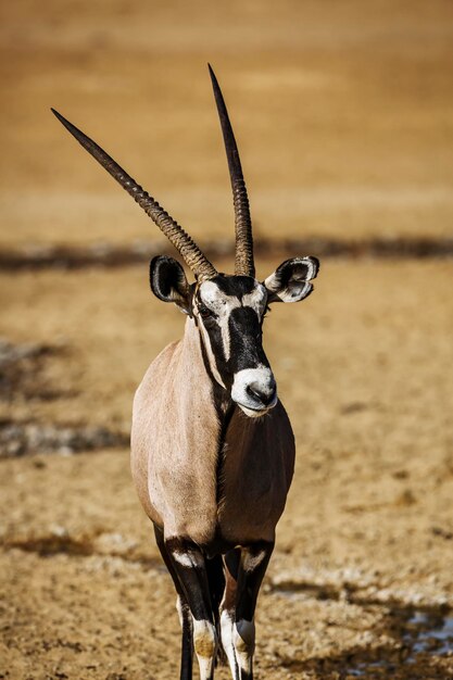 Photo close-up of deer