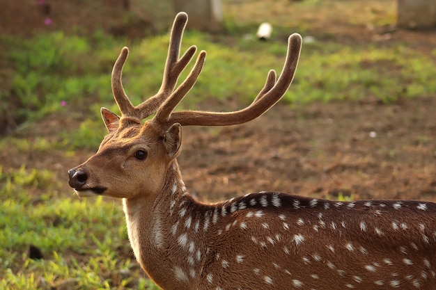 Photo close up deer