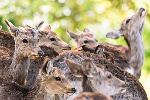 Photo close-up of deers