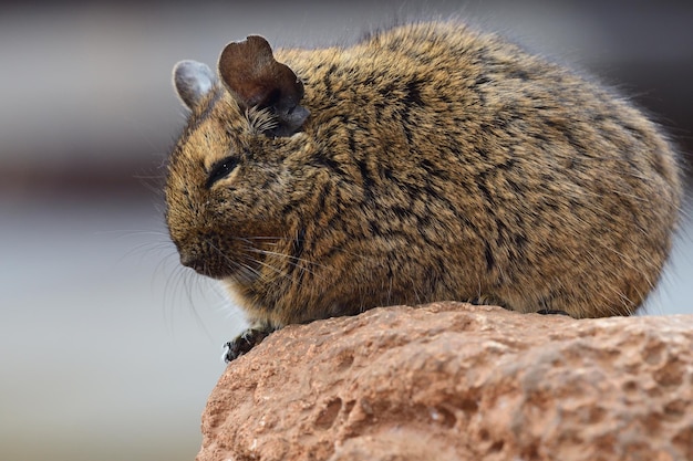 Photo close-up of a degu sitting on a rock