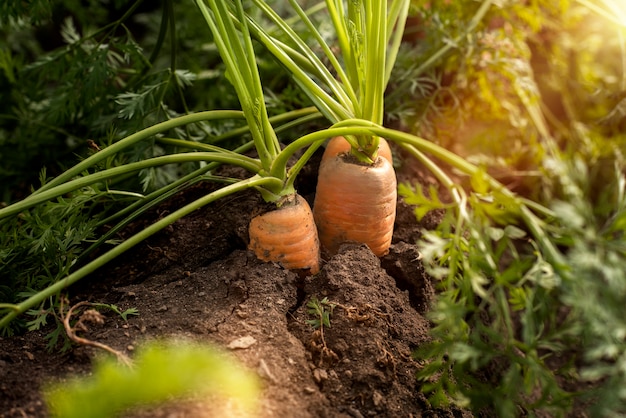 Close up on delicious organic carrots