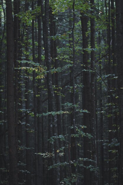 Close up densely grown trees in dark forest concept photo