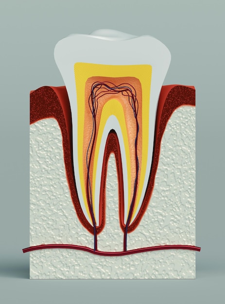 Foto close-up della dentatura su uno sfondo grigio