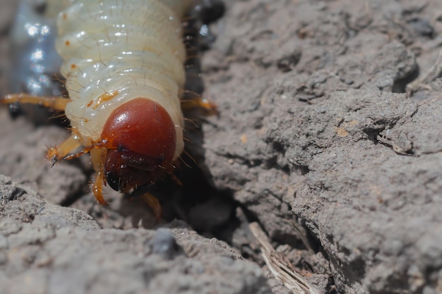 close up detail of alien worm