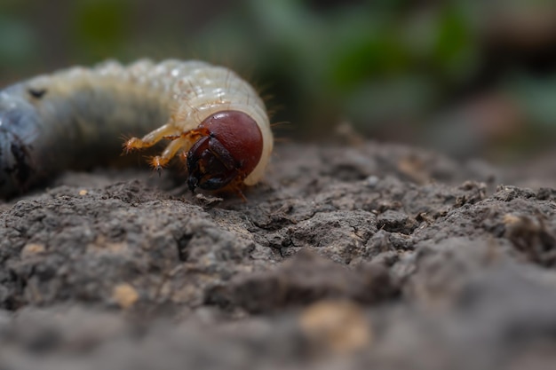 close up detail of alien worm