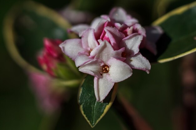 Close up detail of blooming dewy daphne odora plant.