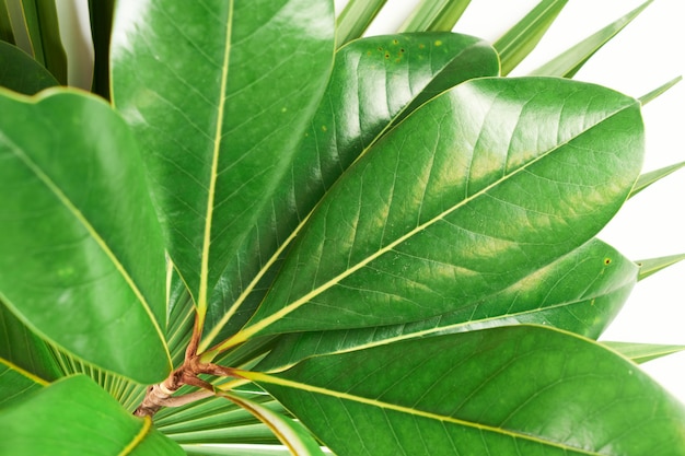 Фото Крупным планом деталь зеленый узор листьев магнолии и текстуры, фон растений