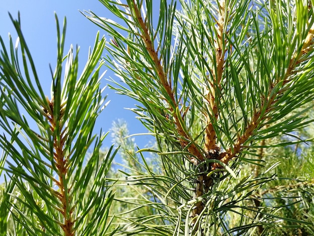 Close-up detail of a green spruce branch on a warm summer day in bright sunlight