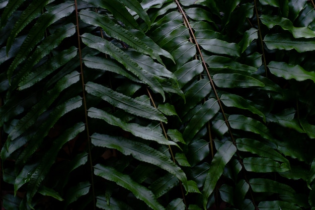Close up detail of green tree leaf in the jungle