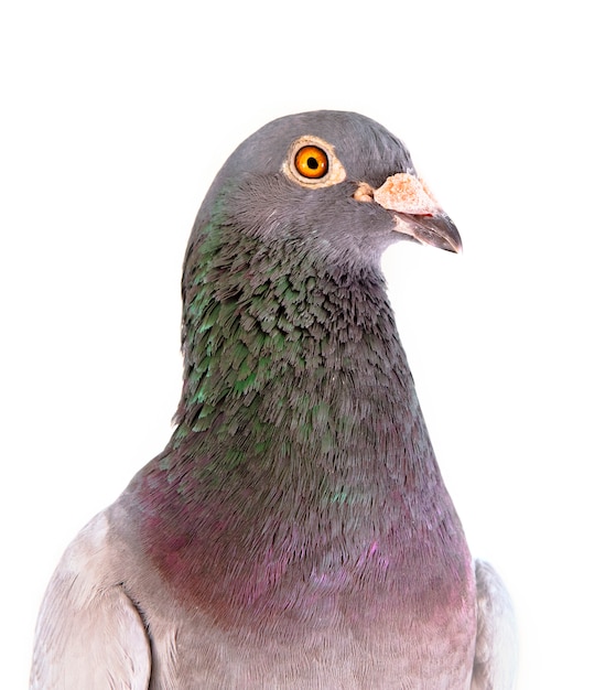 Photo close up detail headshot of male speed racing pigeon bird isolate white