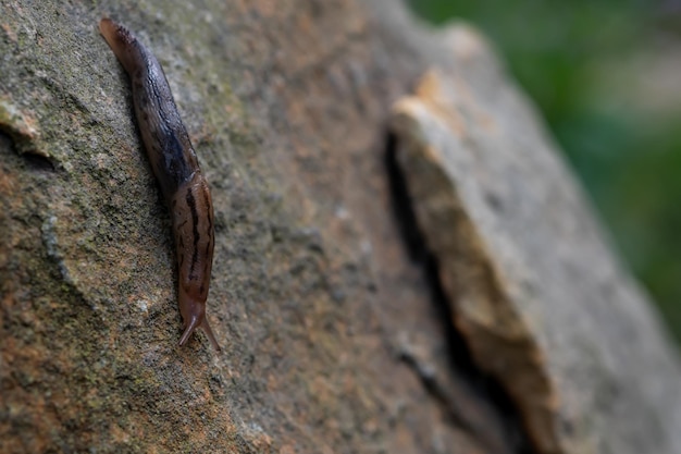 close up detail of slug on a rock surface