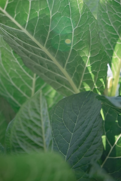 Close-up detail van een Amerikaanse pokeweed Phytolacca americana plant in het bos Mooie achtergrond