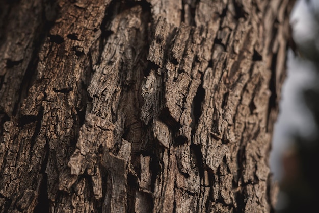 Close-up detail van een gebarsten oude boomkorst met hard licht en schaduwen Achtergrond van boomhout