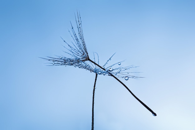 Foto close-up detail van paardebloem met waterdruppels