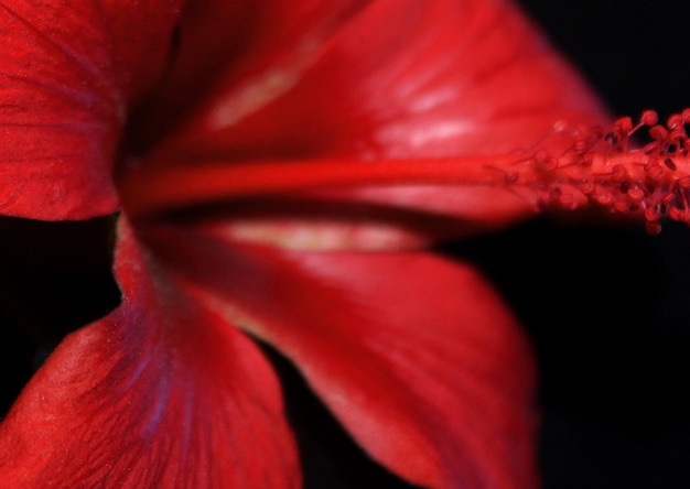 Close-up details van gladiolusbloemen