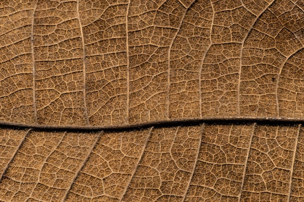 Close up detial of brown dry leaf texture 