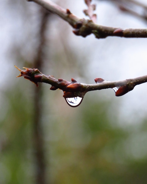 Photo close-up of dew on branch