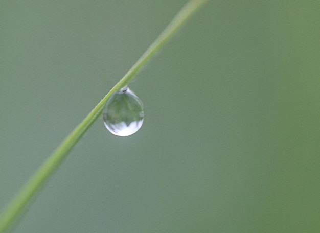 Foto primo piano di una goccia di rugiada