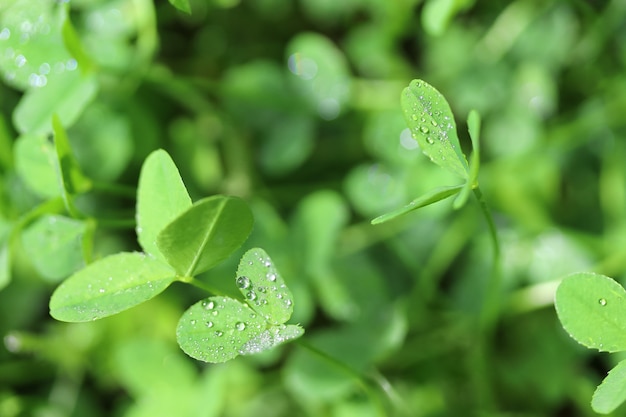 Close-up dew drops on clover leaves on sunny day