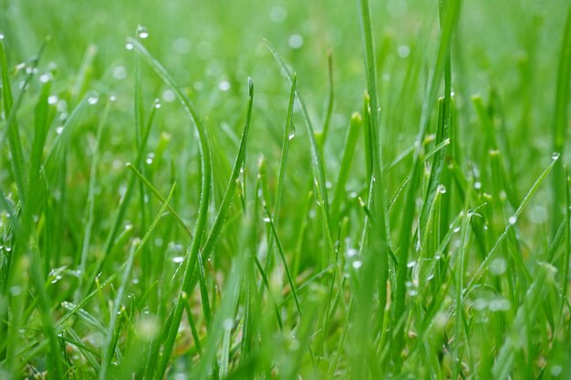 Close-up of dew drops on grass