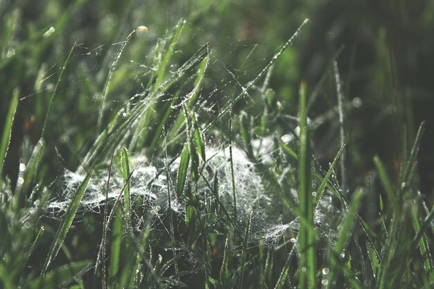 Photo close-up of dew drops on grass