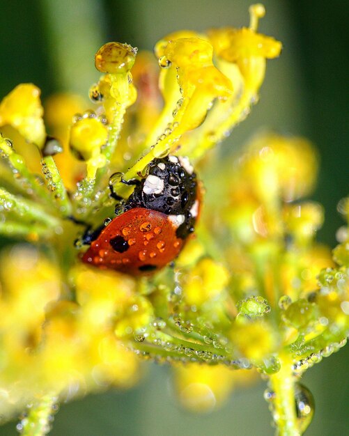 Close-up of dew drops on ladybug and yellow flowers