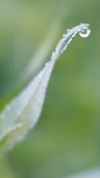 Close-up of dew drops on leaf