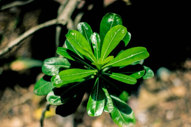 Photo close-up of dew drops on plant