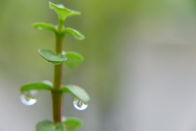 Photo close-up of dew drops on plant