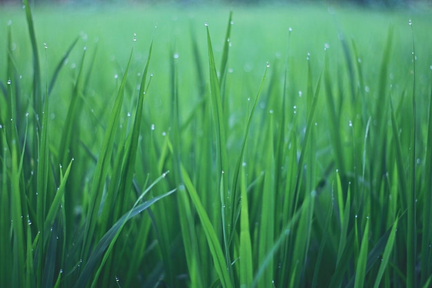 close-up of dew on grass