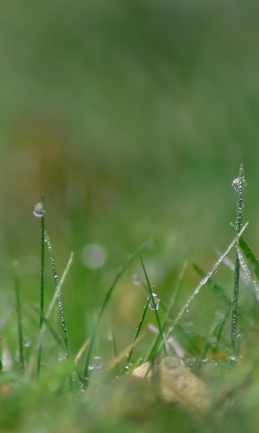 Photo close-up of dew on grass