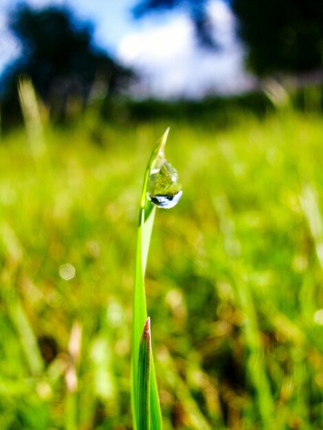 Close-up of dew on grass