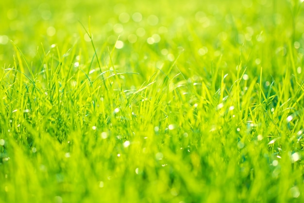 Close-up of dew on grass