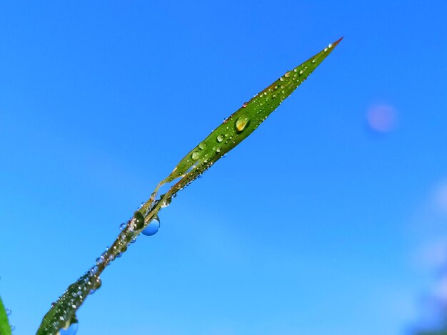 Close-up dew on leaves