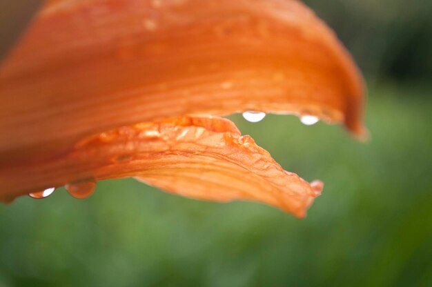 Close up of dew on lily petals