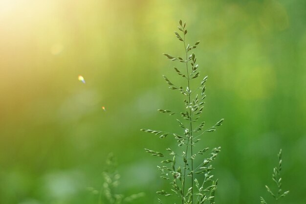 Close-up of dew on plant