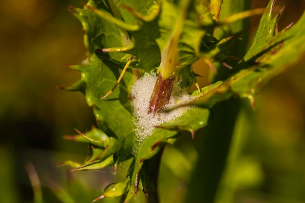 Photo close-up of dew on plant