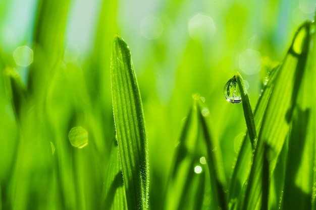 Close Up Dew water on the grass