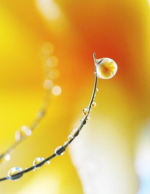 Close up of dew