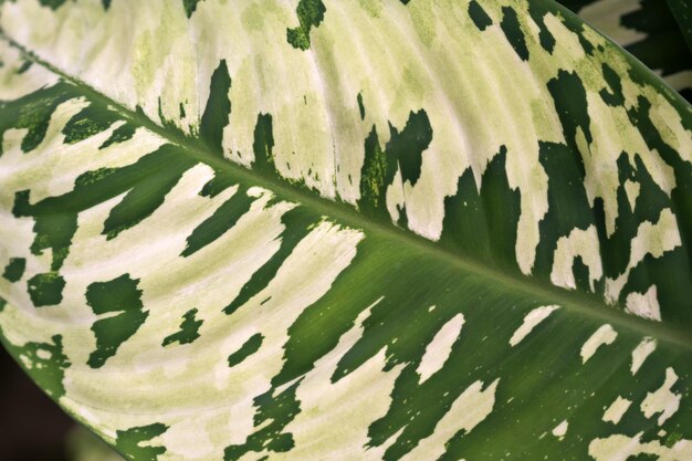 Close up of Dieffenbachia reflector camouflage leaf