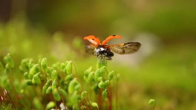 Close-up dieren in het wild van een lieveheersbeestje in het groene gras in het bos. Macrokosmos in het wild. Coccinella septempunctata, het zevenstippelig lieveheersbeestje, is het meest voorkomende lieveheersbeestje in Europa.