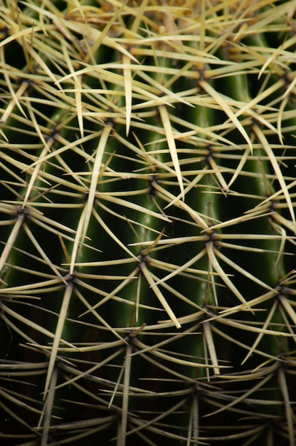 close up to different plants and cactus in yard Background and textures