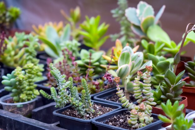 Close up of different varietal agave succulent plants in pots