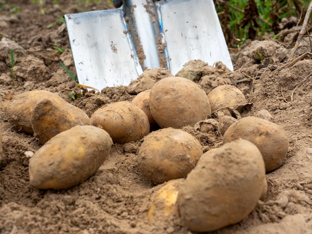 Close-up of digging potatoes with a shovel in the field. The concept of harvesting. Side view, selective focus