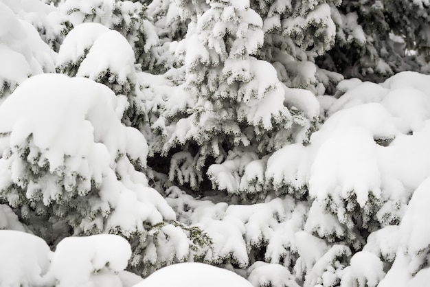 Close-up dikke pluizige besneeuwde sparren staan in het bos op een ijzige winterdag