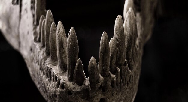 Photo close-up on dinosaur teeth