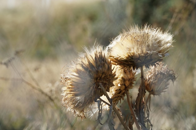 Close-up distel onscherp