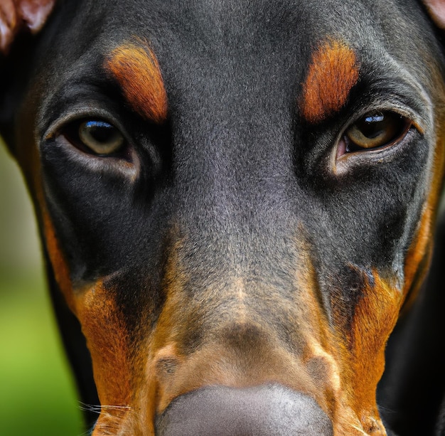 Close up of doberman pinscher face created using generative ai technology